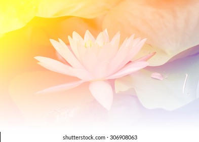 Lotus Flower Background