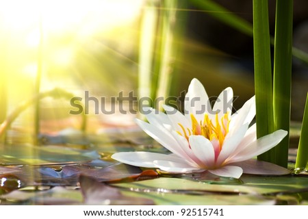 lotus flower background