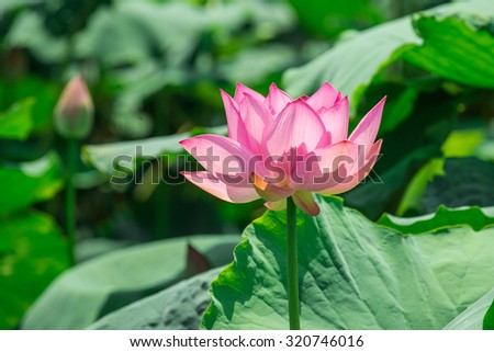 Lotus flower background. Lotus is symbol for Vietnamese