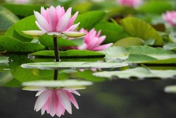 Lotus Flower Beautiful In The Pond
