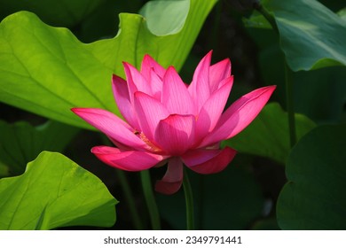lotus flower or Beautiful waterlily in pond verities Colour