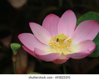Lotus flower and bees