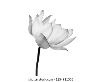 Fleur Lotus Noir Et Blanc Hd Stock Images Shutterstock