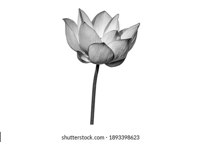 Lotus Flower Black White Color Isolated Stock Photo 1893398623 ...