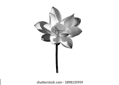 モノクロ 花 の写真素材 画像 写真 Shutterstock