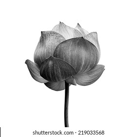 Fleur Lotus Noir Et Blanc Hd Stock Images Shutterstock