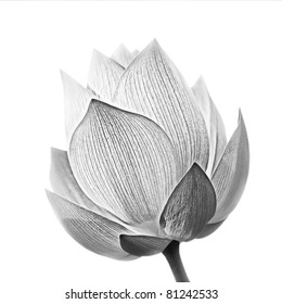 Lotus Flower In Black And White Isolated On White Background.
