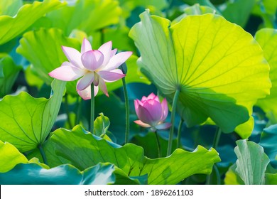 蓮 葉 茎 の画像 写真素材 ベクター画像 Shutterstock