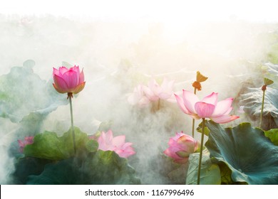 lotus flower blossom  