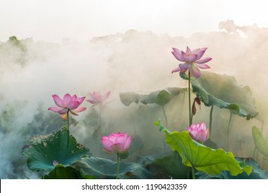 lotus flower blossom 