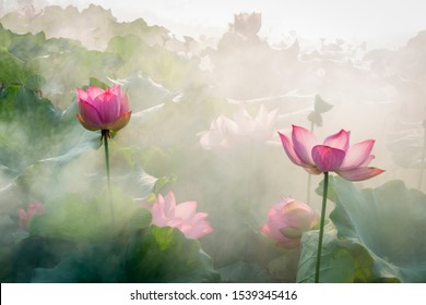 lotus flower blossom in the summer   