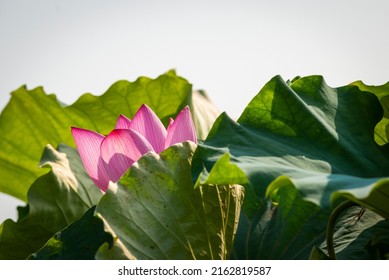 lotus flower blossom in the summer  - Shutterstock ID 2162819587