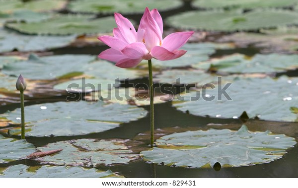 Lotus Flower Botanical Gardens Singapore Stock Photo Edit Now 829431