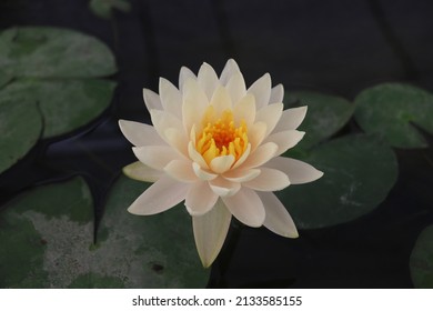  Lotus Flower From Bud To Full Blossom Then Back To Bud, Close Up B Roll Shot Top View. Lotus Water Lily Flower Opening In Pond, Waterlily With Green Leaves Blooming In Time Lapse