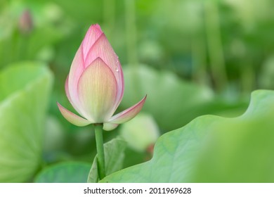 A lotus flower bud and its green leaves. - Powered by Shutterstock