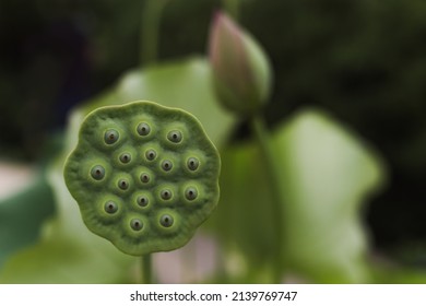 3,742 Lotus seed head Images, Stock Photos & Vectors | Shutterstock