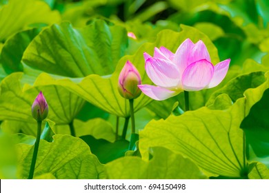 Lotus Bud Images Stock Photos Vectors Shutterstock