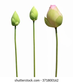 lotus flower buds isolated on white background - Shutterstock ID 371800162