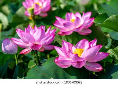 Lotus flower close up shot
