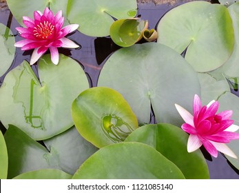 Lotus Flower, Lotus Color Pink