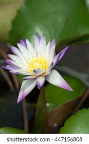 Lotus flower colorful in park 