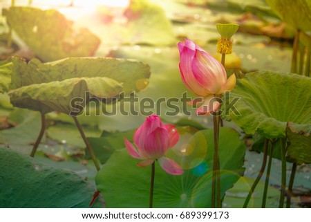 Lotus flower concept. Pink water lily flower in pond after raining and water drop on leaf and lens flare. Beautiful lobe waterlily on morning, lotus leaf tree genus of aquatic plants showy flowers.
