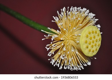 lotus flower core harvested for art in oshibana