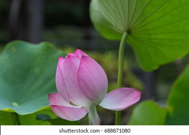 Lotus Flower In Engaku Ji Temple, Kitakamakura, Japan