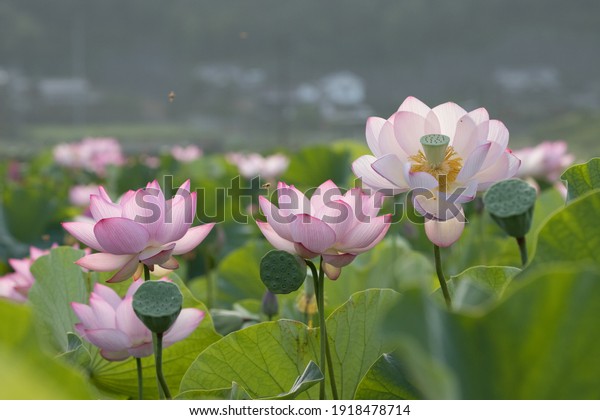 Lotus Flower Field Early Summer Stock Photo 1918478714 Shutterstock