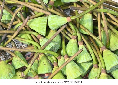 Lotus Flower Green Pods, Seed Eatable,   Have Nutrient Value. Dried Seeds Roasted Into Makhana(Hindi), Used For Offering To Gods As Well In Sweet Dishes.Religious Significance In Ashtami(Hindi) Fest.