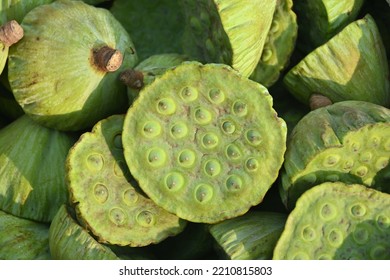 Lotus Flower Green Pods, Seed Eatable,   Have Nutrient Value. Dried Seeds Roasted Into Makhana(Hindi), Used For Offering To Gods As Well In Sweet Dishes.Religious Significance In Ashtami(Hindi) Fest.