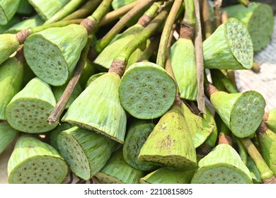 Lotus Flower Green Pods, Seed Eatable,   Have Nutrient Value. Dried Seeds Roasted Into Makhana(Hindi), Used For Offering To Gods As Well In Sweet Dishes.Religious Significance In Ashtami(Hindi) Fest.