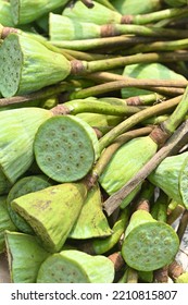 Lotus Flower Green Pods, Seed Eatable,   Have Nutrient Value. Dried Seeds Roasted Into Makhana(Hindi), Used For Offering To Gods As Well In Sweet Dishes.Religious Significance In Ashtami(Hindi) Fest.