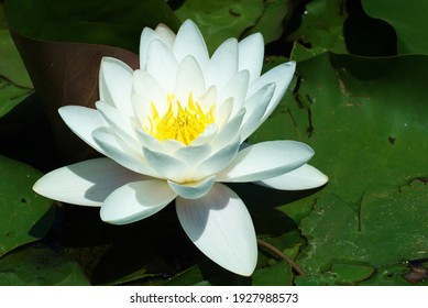 the lotus flower growing in the lake