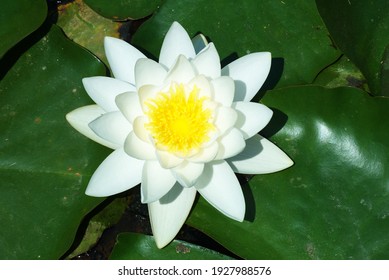 the lotus flower growing in the lake