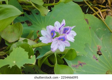 Lotus flower has an eatable health and delicious seed. Is founded in each open air muddy spot covered by water. - Shutterstock ID 2254466095