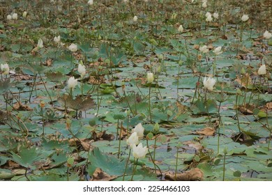 Lotus flower has an eatable health and delicious seed. Is founded in each open air muddy spot covered by water. - Shutterstock ID 2254466103