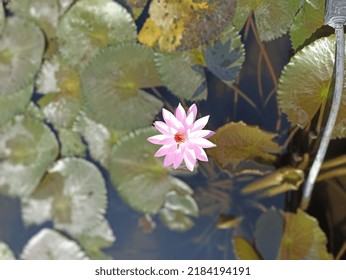 The lotus flower is interpreted as a symbol of summer and a symbol of beauty. The lotus flower is a symbol of loyalty, fortitude in the family - Shutterstock ID 2184194191