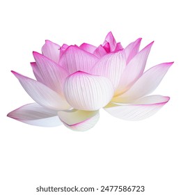 lotus flower isolated on  transparent png