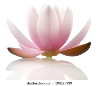 Lotus Flower Isolated On White