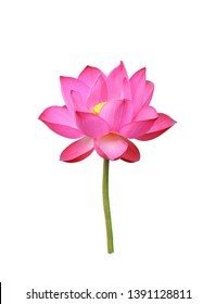 102,488 Indian lotus Images, Stock Photos & Vectors | Shutterstock