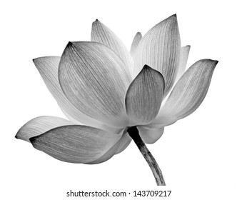 Lotus Flower Isolated On White Background.