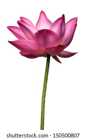 Lotus Flower Isolated On White Background.