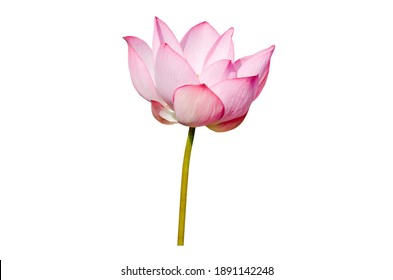 159,119 Lotus flower isolated Images, Stock Photos & Vectors | Shutterstock