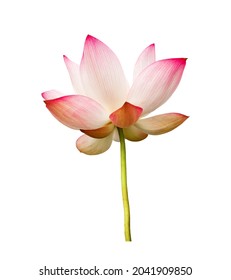 Lotus Flower Isolated On White Background Stock Photo 2041909850 ...