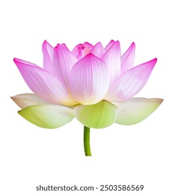 lotus flower isolated on white background - Powered by Shutterstock