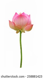 Lotus Flower Isolated On White Background