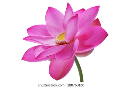 Lotus Flower Isolated On White Background.