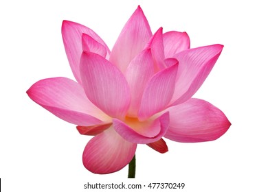 Lotus Flower Isolated On White Background.