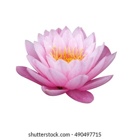 Vector Photorealistic Lotus Flower Stock Vector (Royalty Free) 63314647